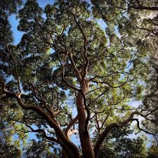 Instagram Angophora Costata Sydney Red Gum Tree Instagram Botany