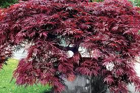 Growing Japanese Maples in Pots - PlantingTree
