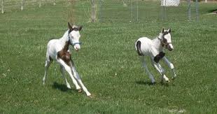 Black And White Paint Horses For Sale In Kentucky Pine Hollow Paint Horses For Sale Baby Horses Paint Horses For Sale Beautiful Horses