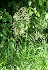 Image result for Sporobolus bechuanicus