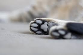 Welcome to our cat fabrics! Examples Of Cat Paw Prints Lovetoknow
