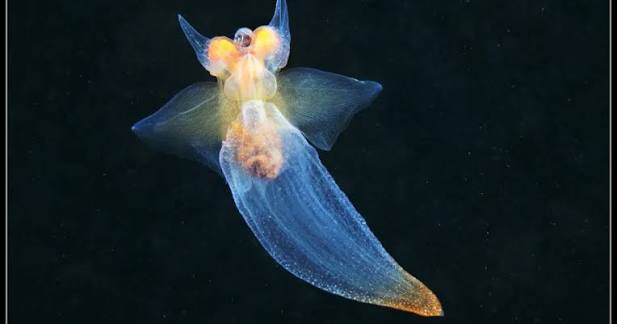 Angels of the Sea | Smithsonian Ocean