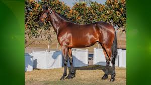 Empire Stallions added a new photo.