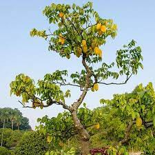 Sun burnt leaves won't kill the tree but your tree may not look to good for a while. Starfruit Trees For Sale Fastgrowingtrees Com