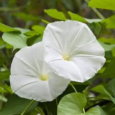 White Morning Glory Flower Seeds | Ipomea Alba
