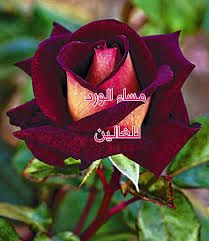 مساء معطر بالورد والياسمين يا أرقى واحن من الحنين. Ù…Ø³Ø§Ø¡ Ø§Ù„ÙˆØ±Ø¯ ÙˆØ§Ù„ÙŠØ§Ø³Ù…ÙŠÙ† Ø§Ø­Ù„Ù‰ Ù…Ø³Ø§Ø¡ Ù„Ø§ØºÙ„Ù‰ Ø§Ù„Ù†Ø§Ø³ Ø¹Ù„Ù‰ Ø§Ù„Ù‚Ù„Ø¨ ÙƒÙŠÙˆØª