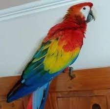 Maybe you would like to learn more about one of these? Macaw Parrots For Sale Near Me Posts Facebook