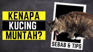 5 Tips Naikkan Berat Badan Kucing Youtube