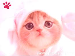 Beyaz Kedi Kediler Evcil Hayvan Bakimi Kedi Beyaz Kedi Van Kedisi 2020 Kedi Evcil Hayvan Bakimi Hayvan