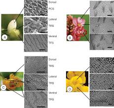 Image result for Cassia burttii