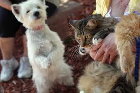 Free pet adoptions in the valley this weekend. Free Pet Adoptions During Leap Into Love Event This Weekend
