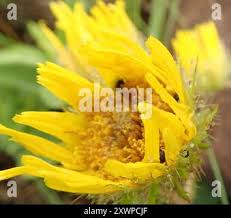 Image result for Berkheya speciosa