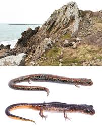 Image result for Toddalia crenulata