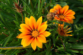 Image result for Gazania krebsiana