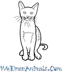 Easy cute realistic drawings of animals. How To Draw A Realistic Cat