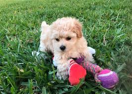 Maybe you would like to learn more about one of these? Maltipoo Or Maltese Poodle Mix For Sale In Ocala Florida Micheline S Pups