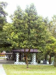 Maybe you would like to learn more about one of these? Magnolia Dc Figlar Alba
