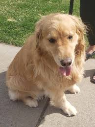 Golden puppies should be familiar with vehicles, a variety of buildings and walking surfaces. Is This Your Dog Farmington Golden Retriever Female Date Found 04 24 2019 Breed Of Dog Golden Retriever Gender Female Dog Ages Child Friendly Dogs Dogs