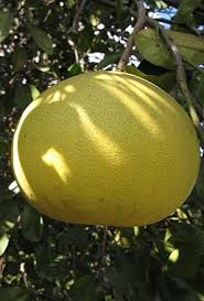 Image result for Citrus maxima