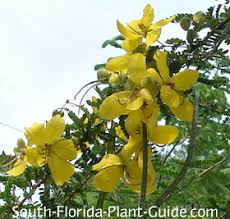 Image result for Cassia thyrsoidea