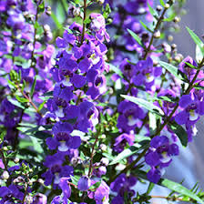 Image result for Angelonia