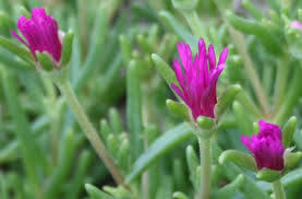 Maybe you would like to learn more about one of these? Delosperma Ground Cover Is The Hardy Ice Plant Right For Your Garden Dengarden