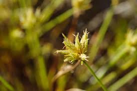 Image result for Bulbostylis megastachys