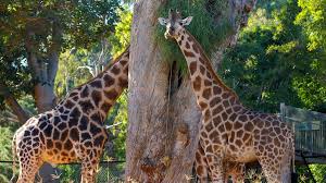 Perth zoo is the custodian of 1300 animals on the south perth site. Perth Zoo Pictures View Photos Images Of Perth Zoo
