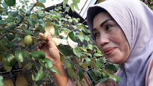 Pokok bole kena hujan dan panas. Berbuah Sambung Puting Daunnya Sering Diminta Orang Banjarmasin Post