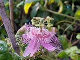 We did not find results for: Nephrodes Pink Passiflora Fragrant Passion Flower Vine Live Plant Unusual Bloom Attracts Butterflies Starter Size 4 Inch Potemeralds Tm Emerald Goddess Gardens