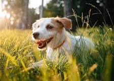 Comment protéger votre chien des coups de chaleur en été