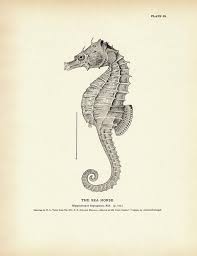 Sea Horse Sea Horses Illustration Seahorse Art Art