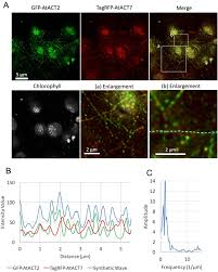 Visualize a cell's parts with this sturdy soft foam model. Arabidopsis Vegetative Actin Isoforms Atact2 And Atact7 Generate Distinct Filament Arrays In Living Plant Cells Scientific Reports