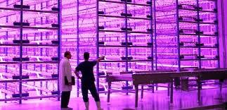 Growth recipe 4rbw 83% red 13% blue 4% white; Led Grow Lights The Right Led Greenhouse Lighting