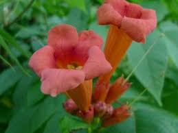 These rugged plants will put on loads of bright trumpetlike blossoms but are. Trumpet Vine Blooming What To Do For Trumpet Vines That Do Not Bloom