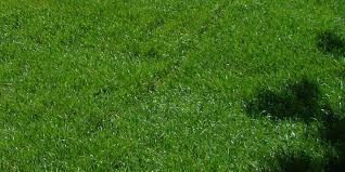 Bottom line, let the experts do it. Top Rated Sod Brantford Lawn Repair Lester Contracting
