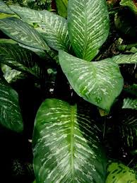 Dieffenbachia Plant Care How To Grow Dumb Cane Epic Gardening Dog Friendly Garden Plants Plant Care