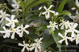 Image result for Trachelospermum jasminoides