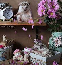 刺蝟的夢幻私生活 萌度滿點的可愛刺蝟攝影 圖片13 cute hedgehog hedgehog pet cute little animals