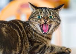 The symptoms of rabies in cats can vary and they often take months to be apparent. Rabies Infection In Cats World Rabies Day Pawesome Cats