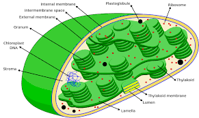 Chloroplasts found in higher plants are generally biconvex or planoconvex shaped. Chloroplast Structure Function Expii