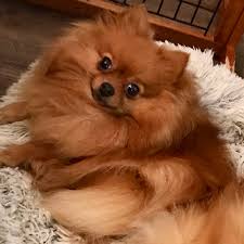 See more ideas about pomeranian puppy, cute animals, puppies. Adopt A Pomeranian Puppy Near San Francisco Ca Get Your Pet