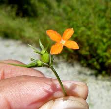 Image result for Kohautia