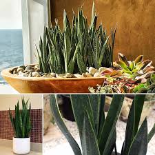 Sansevieria Black Sword Poppy S Succulent Of The Week Sansevieria Succulents Tropical Garden Design