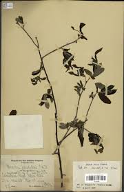 Image result for Monodora grandidieri