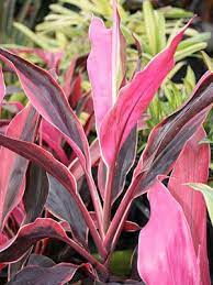 Foliage Archives Plant Propaganda Ti Plant Plants Pink Leaf Plant