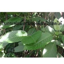 สารสำคัญที่พบในใบกระท่อมคือ ไมทราไจนีน (mitragynine) เป็นสารจำพวกอัลคาลอยด์ ออกฤทธิ์กดประสาท. Banbury Clinic Posts Facebook