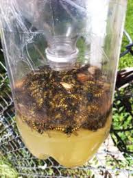Often confused with carpenter bees, bumble bees are characterized by the hairiness of the abdomen (carpenter bees have a smooth abdomen). How To Get Rid Of Bumble Bees Expert Recommendations