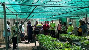 Impacts Of Covid 19 On The Food Systems Of Pacific Small Island Developing States Psids And Responses Food For The Cities Programme Food And Agriculture Organization Of The United Nations