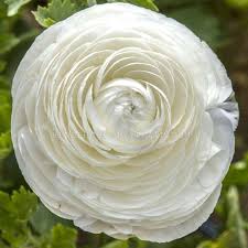 Image result for Ranunculus raeae